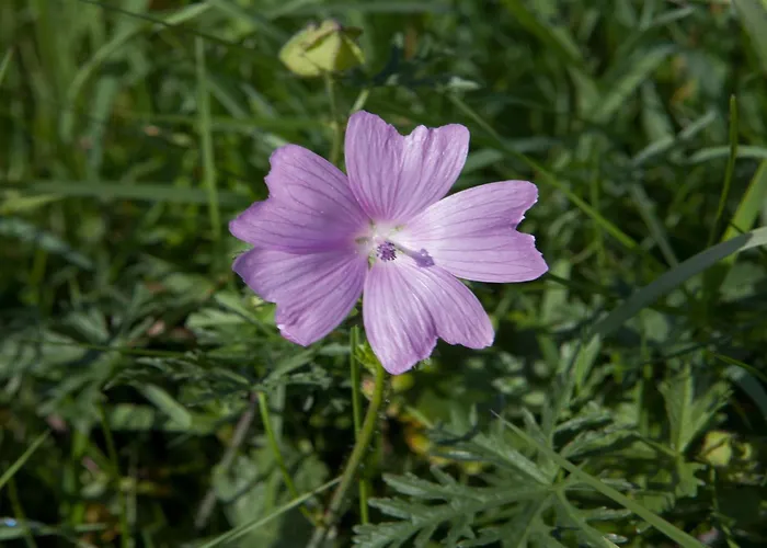 Couple Hideaway At Hambachtal Boutique *